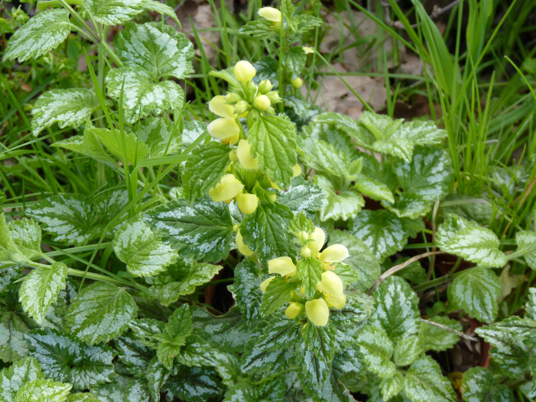 Lamiastrum galeobdolon photo